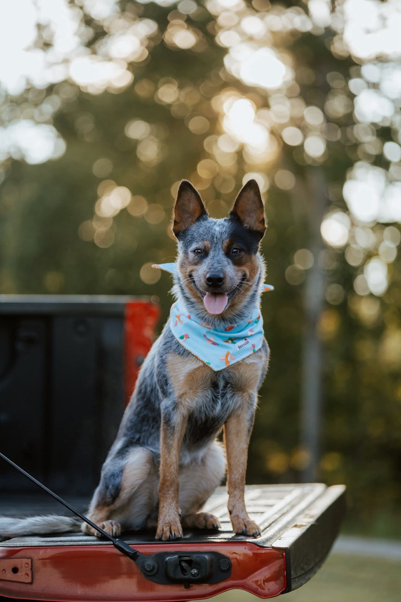 Flock of Joy Reversible Pet Bandana Handmade
