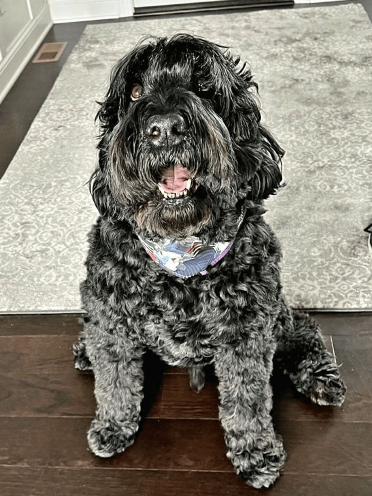 The Who Geometric USA Pet Bandana - Beeswax Bandanas