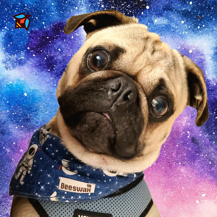 Space Cowboy Reversible Pet Bandana Handmade