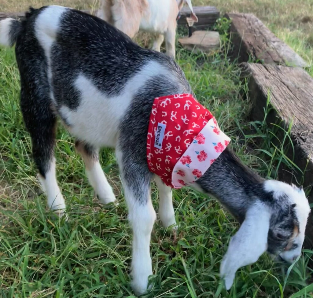 A black and white goat wearing a red and white patterned bandana is grazing on grass in a field.