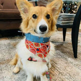 Guitar Solo Hey Jude Pet Bandana - Beeswax Bandanas 