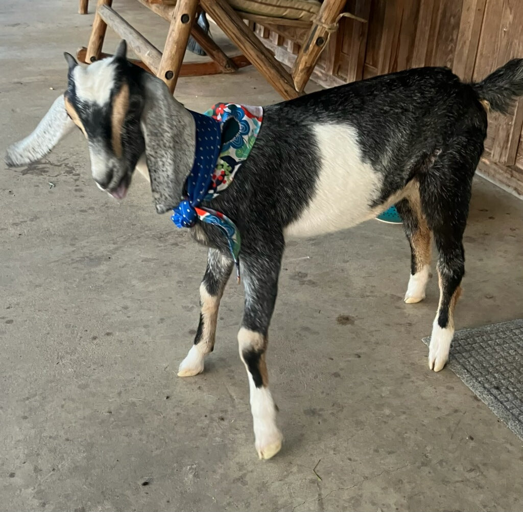 A black and white goat wearing a colorful bandana stands on a concrete floor, with a wooden bench and door visible in the background.
