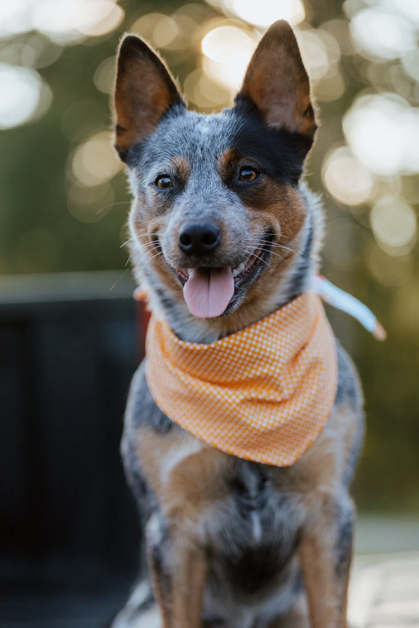Flock of Joy Reversible Pet Bandana Handmade