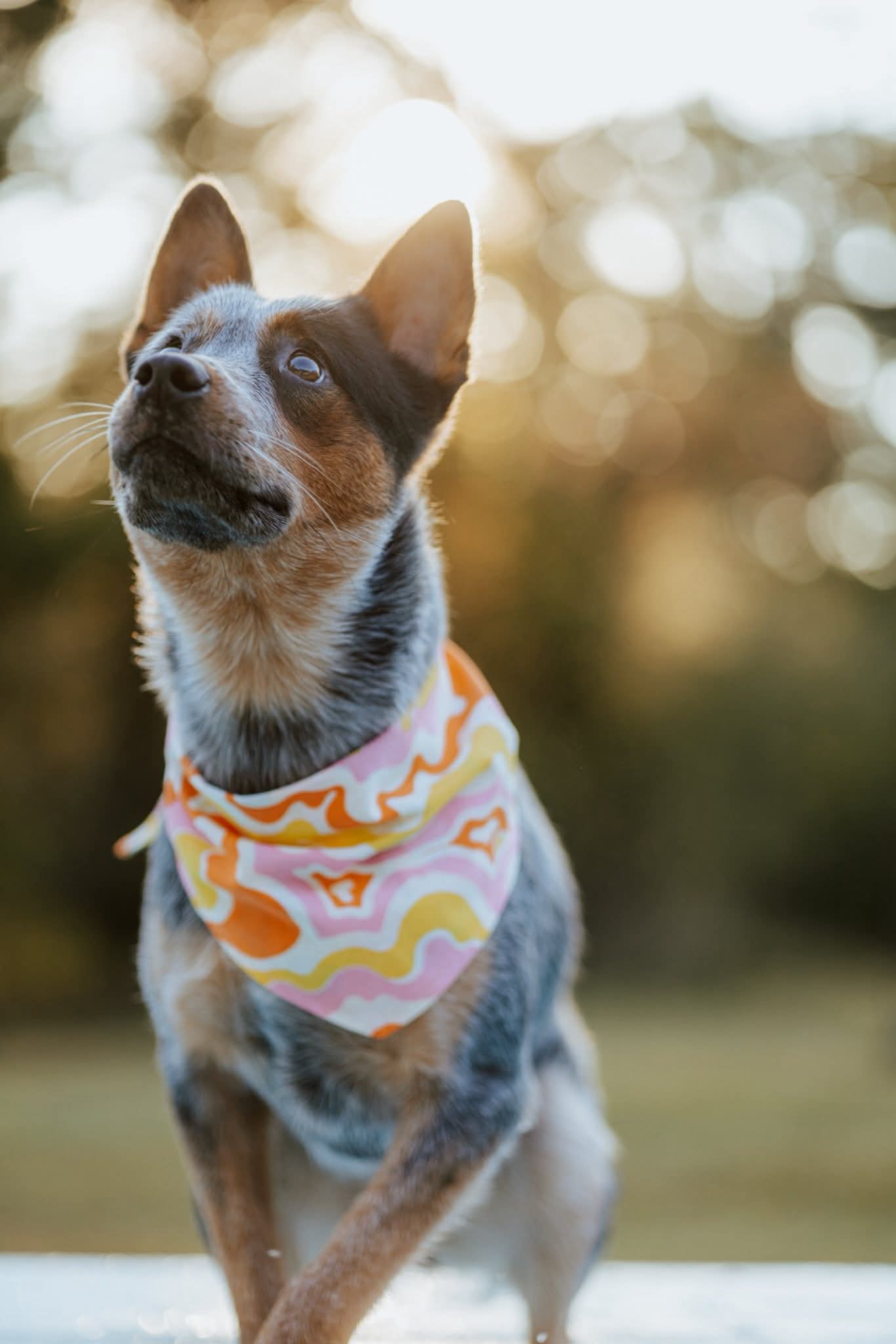 Rhoda's Go-To Reversible Pet Bandana Handmade