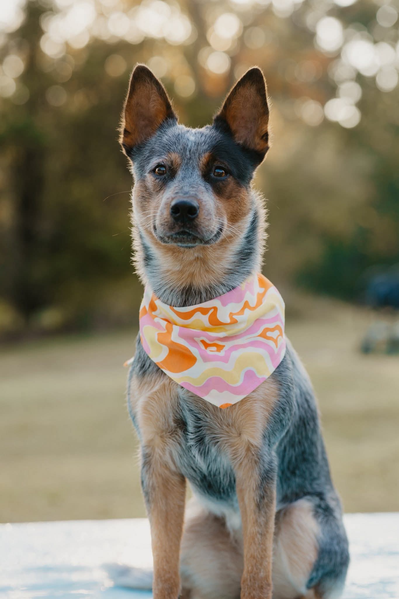 Rhoda's Go-To Reversible Pet Bandana Handmade
