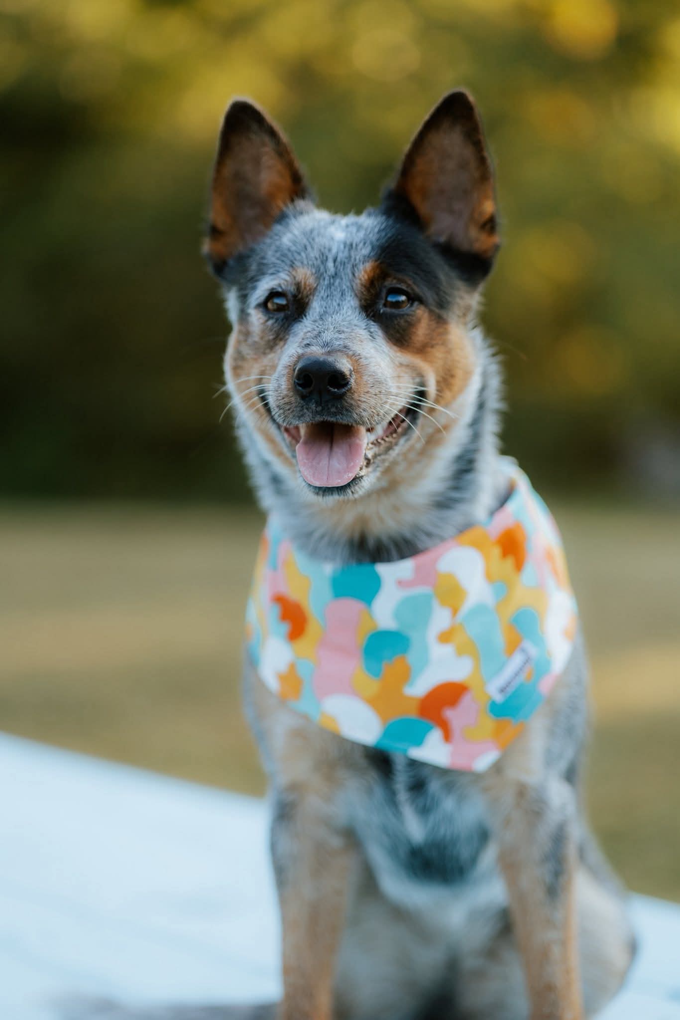 Rhoda's Go-To Reversible Pet Bandana Handmade