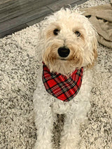 Winter Double Plaid Pet Bandana - Beeswax Bandanas 