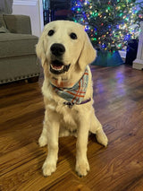 Tiffany Blue Plaid Pet Bandana - Beeswax Bandanas 