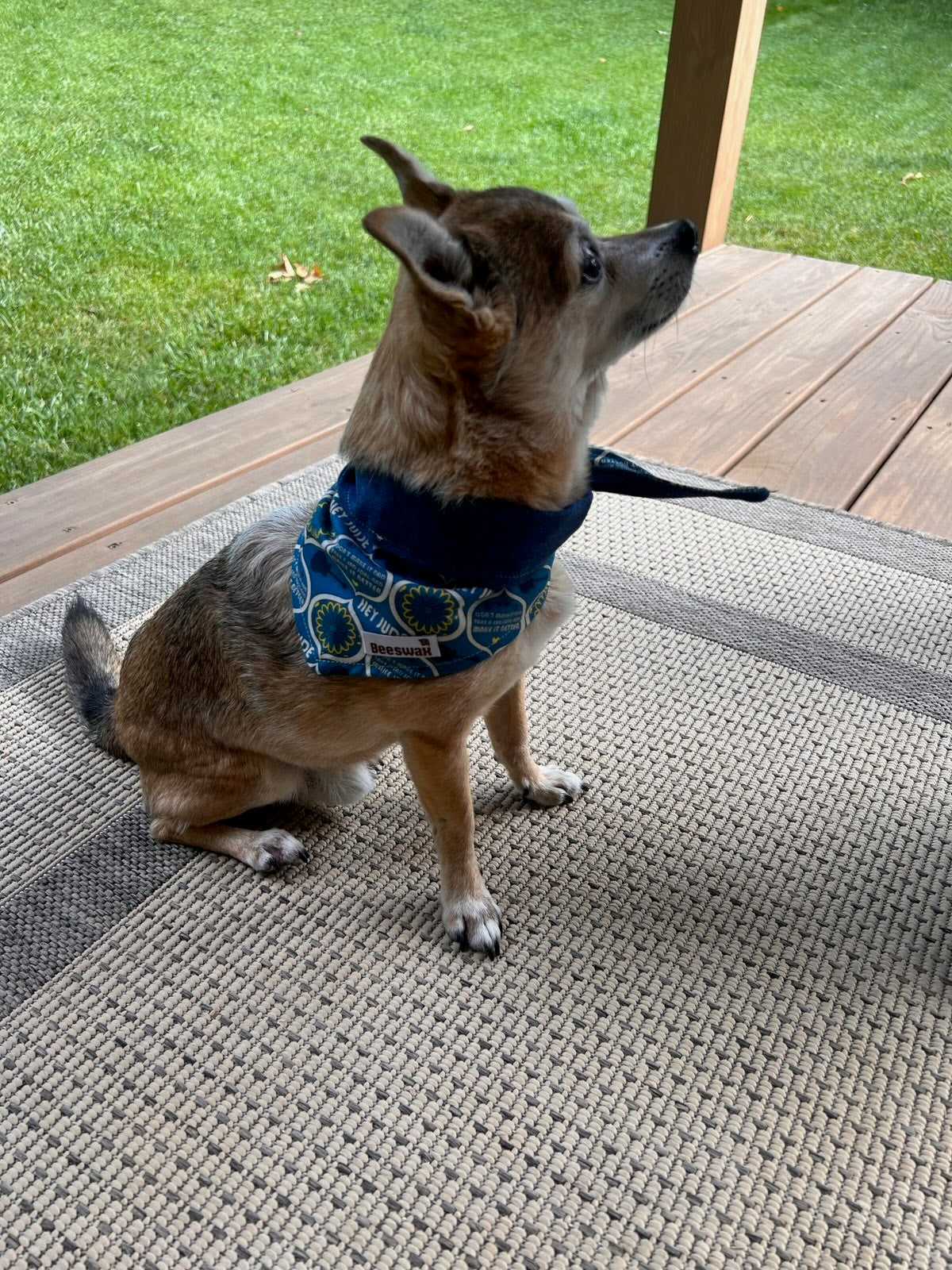 Beatles Blue Hey Jude Tattoo Pet Bandana