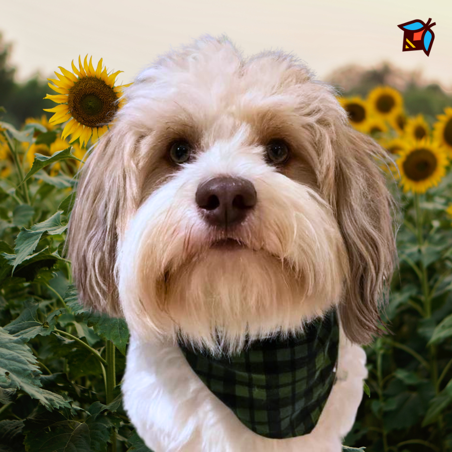 Forest Checkerboard Plaid | Handmade Reversible Pet Bandana