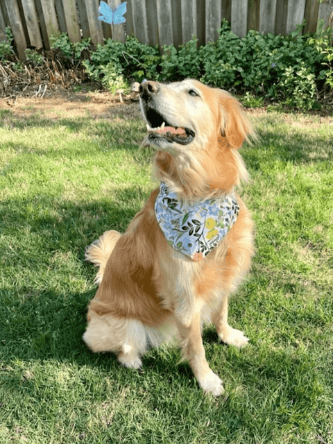 Bee Garden-Navy Dot Pet Bandana - Beeswax Bandanas 