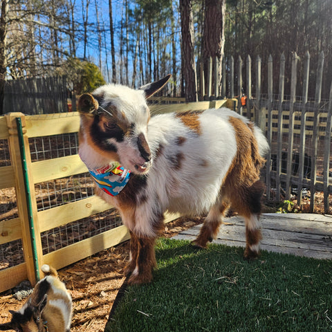 Airplanes and Rainbows Pet Bandana